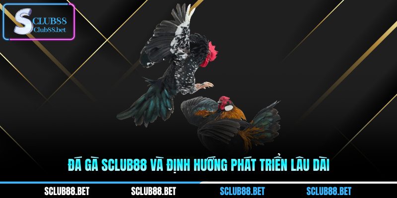 Đá gà SCLUB88 và định hướng phát triển lâu dài