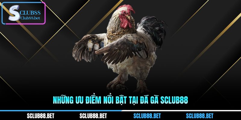 Những ưu điểm nổi bật tại Đá gà SCLUB88