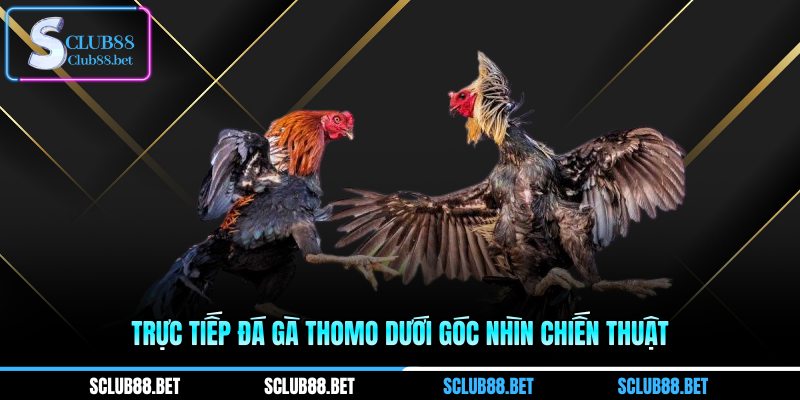 Trực tiếp đá gà Thomo dưới góc nhìn chiến thuật