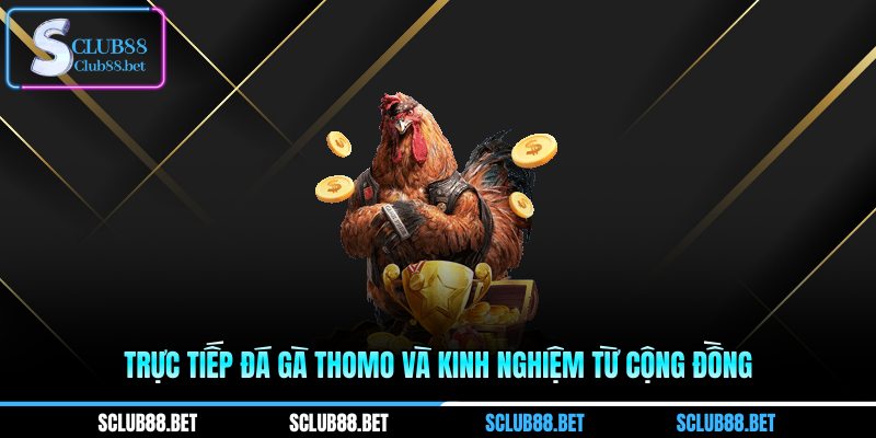 Trực tiếp đá gà Thomo và kinh nghiệm từ cộng đồng