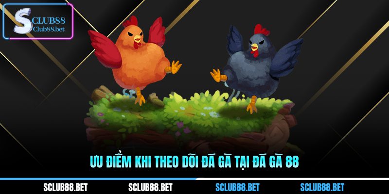 Ưu điểm khi theo dõi đá gà tại đá gà 88